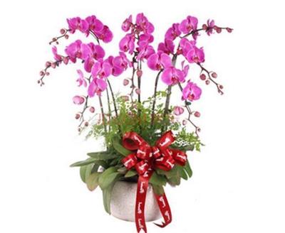 紫气东来花（常见盆栽植物）的养护指南